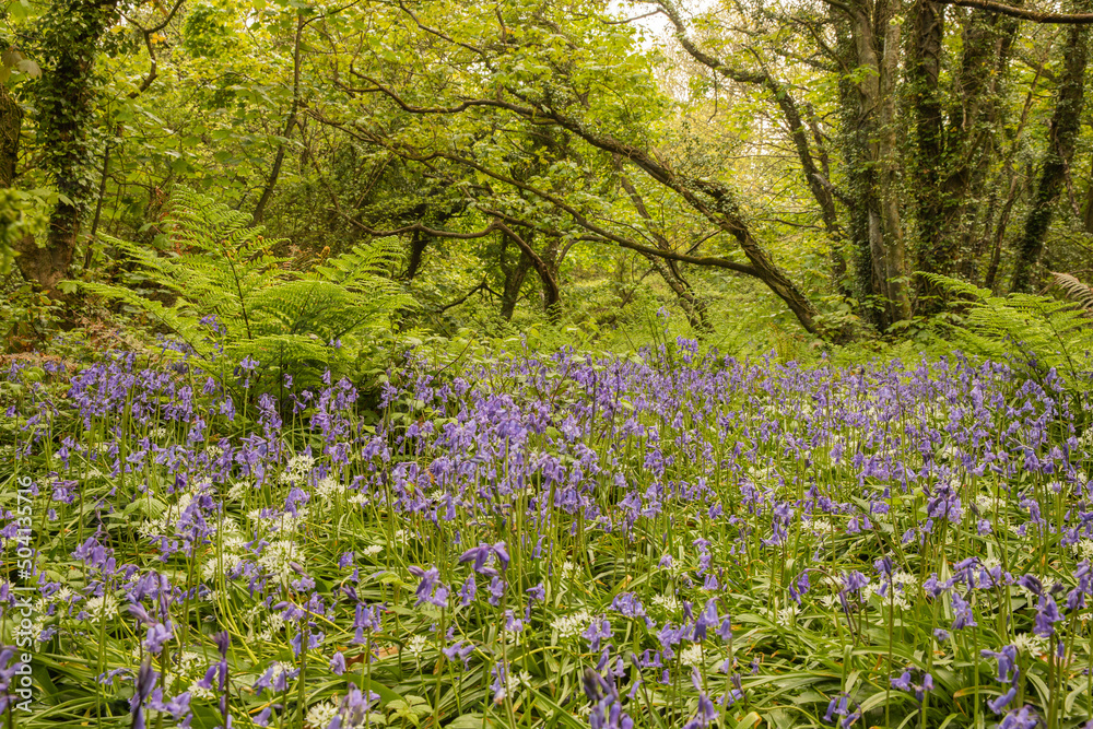 Springtime woodland walk in Pembrokeshire, Wales