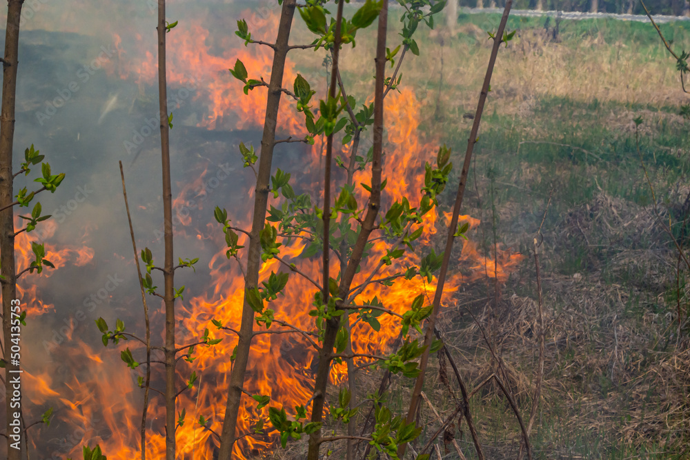 Burning old dry grass. Tongues red flame and burning dry yellowed grass in smoke Burning old dry grass. Tongues red flame and burning dry yellowed grass in smoke