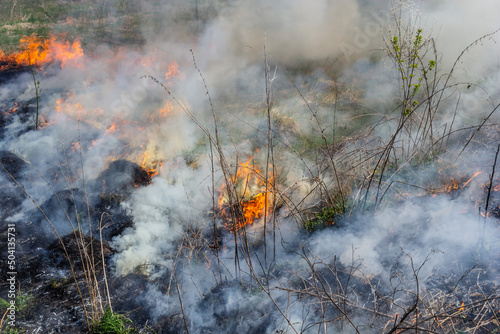 Burning old dry grass in garden. Flaming dry grass on a field. Forest fire. Stubble field is burned by farmer. Fire in the Field © Oleh Marchak
