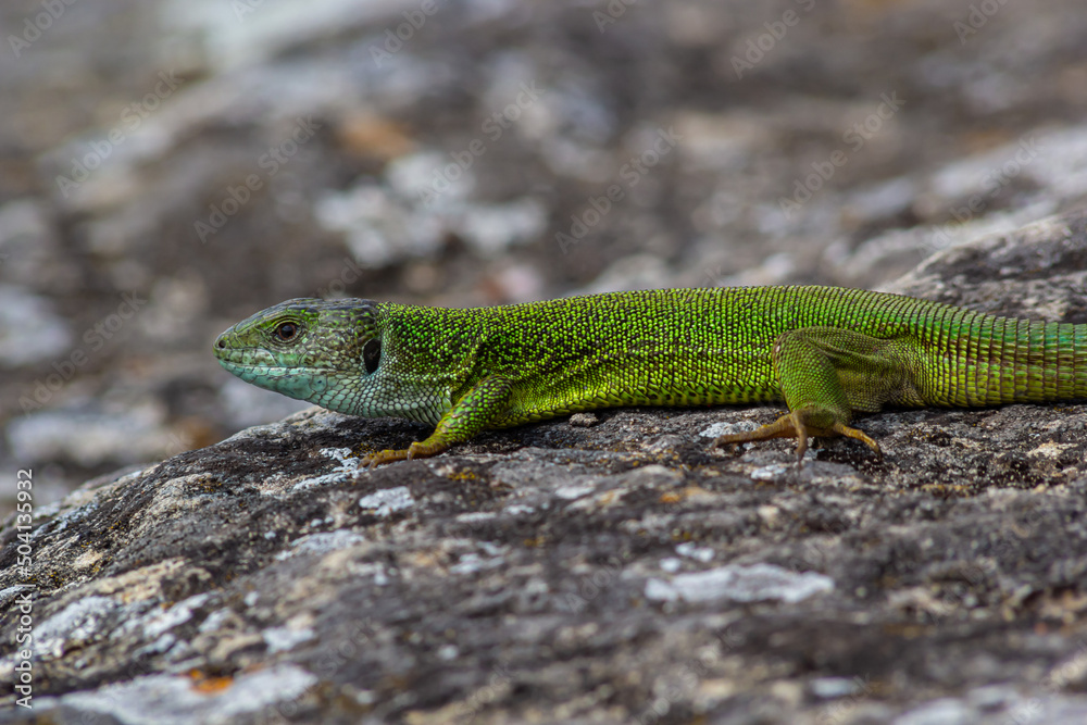 Green lizard, Lacerta viridis, is a species of lizard of the genus Green lizards. Lizard on the stone