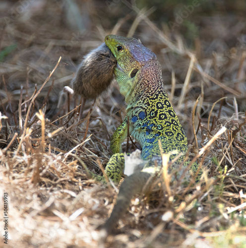 An ocellated lizard (reptile) or jewelled lizard (Timon lepidus) praying on mice (rodent, mammal) photo