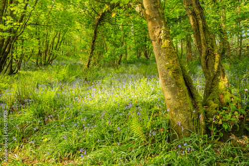 Fototapeta Naklejka Na Ścianę i Meble -  Springtime woodland walk in Pembrokeshire, Wales