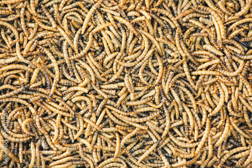 full frame of dried mealworms. Texture flour worms background. Worms pile for bird food. Animal snack concept