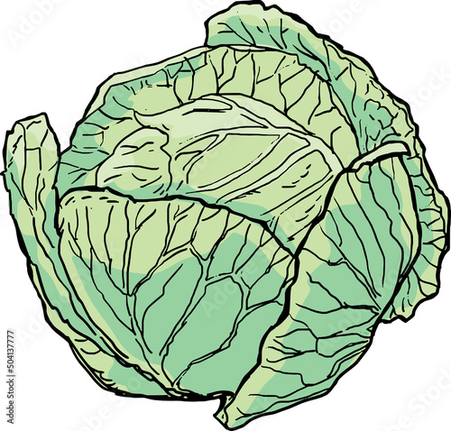 illustration of cabbage in fresh green color