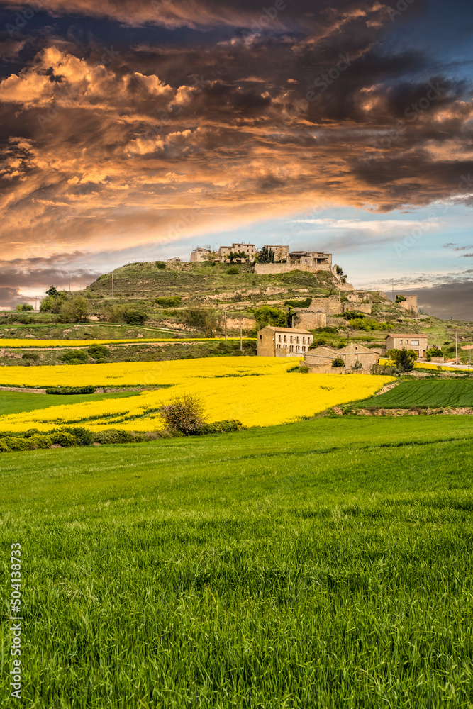 Rapeseed crop fields in bloom during spring in the town of Fores in Catalonia Spain Rapeseed crop fields in bloom during spring in the town of Fores in Catalonia Spain