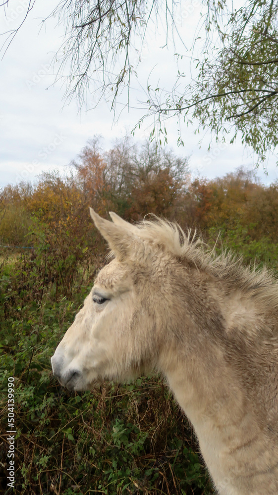 Close up of a beautiful white horse head with fur with vegetation in background