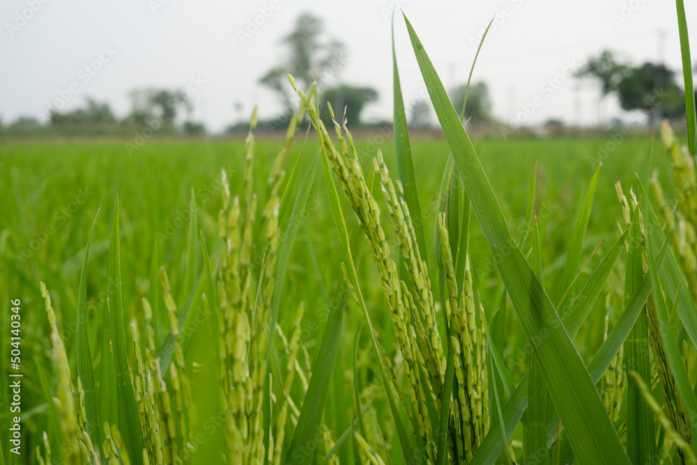 Obraz premium Green paddy field in Bangladesh
