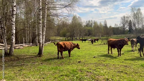 a brown cow grazing on a farm and scratching herself with her paw