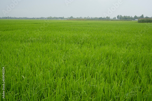 Green paddy field in Bangladesh