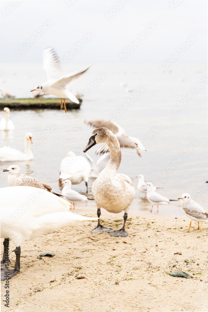 Swans and seagulls are on the shore of the beach, one seagull is flying in the back. The water is calm. Beautiful nature and wildlife concept. Swans and seagulls are on the shore of the beach, one seagull is flying in the back. The water is calm. Beautiful nature and wildlife concept.