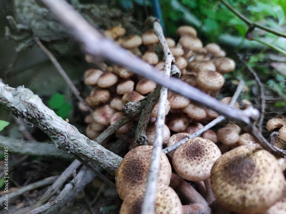 Mushrooms have grown on the old trunk. On the trunk of girlish grapes, among the green leaves, a whole family of light brown Siberian honey agaric mushrooms appeared. They are different sizes.