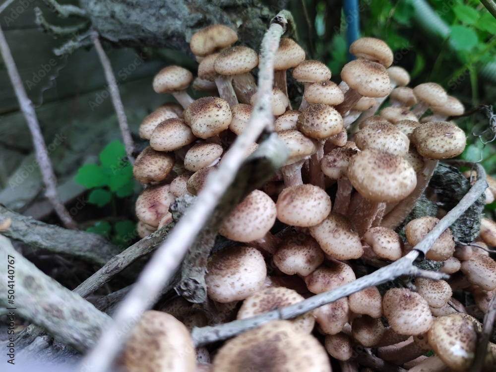 Mushrooms have grown on the old trunk. On the trunk of girlish grapes, among the green leaves, a whole family of light brown Siberian honey agaric mushrooms appeared. They are different sizes. Mushrooms have grown on the old trunk. On the trunk of girlish grapes, among the green leaves, a whole family of light brown Siberian honey agaric mushrooms appeared. They are different sizes.