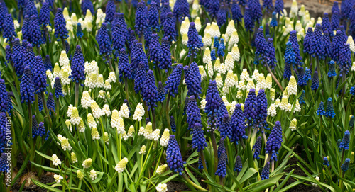 Obraz na płótnie A pretty pattern of white and blue Muscari flowers in the garden. Nice spring flower background. w salonie