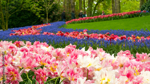 Obraz na płótnie Lisse, Netherlands - 05.03.2022: Beautiful wavy path of blooming tulips iand trees in Keukenhof Gardens in the Netherlands. Pretty spring garden or park landscape. w salonie