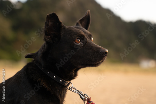 little black dog close up 