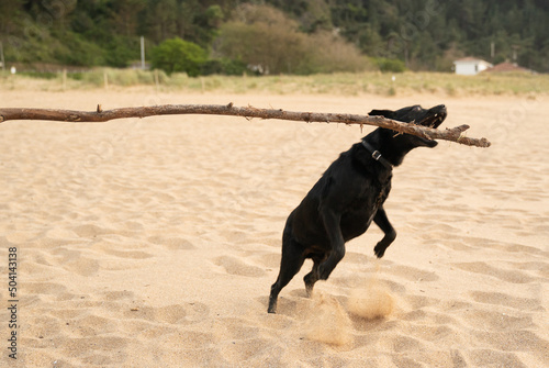 small black dog jumping to bite a stick on the air in the sand of the beach