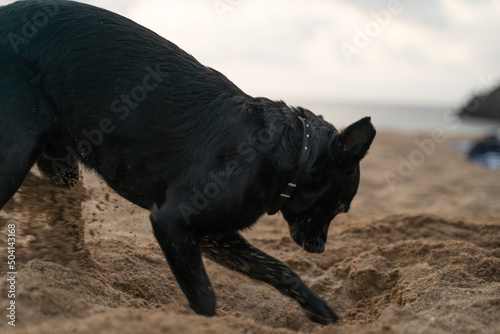 small black dog digging a hole in the sand on the beach