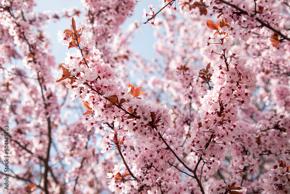 Fototapeta premium Flowering branches of pink cherry, selective focus, front view
