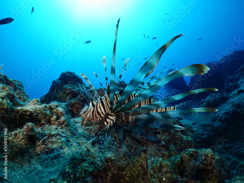 lionfish underwater nice blue light ocean scenery of animal invasive fish mediterranean