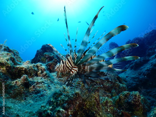 lionfish underwater nice blue light ocean scenery of animal invasive fish mediterranean © underocean