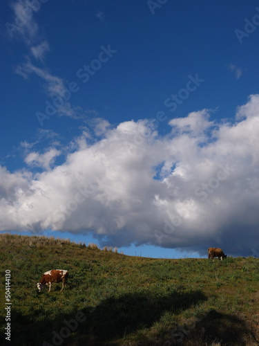 cows feeding nature with green grass and clouds in the sky