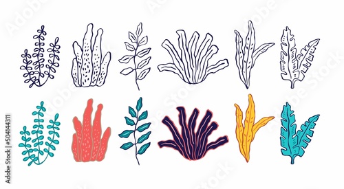 Set of decorative seaweed is isolated on white in a doodle style. A collection of aquatic oceanic plants for the decoration of postcards, posters, invitations to sea parties. Vector illustration