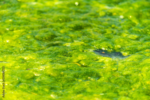 Green mud duckweed in the pond