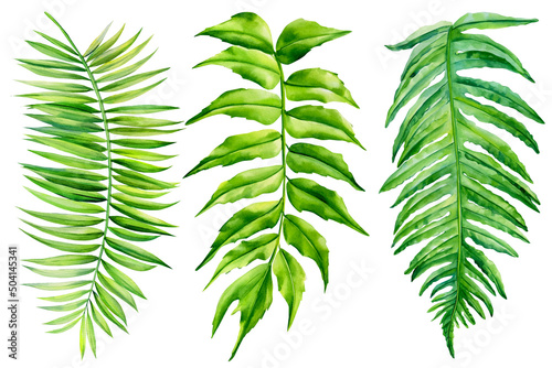 Set of green leaves. Tropical plants  palm leaf  fern. Watercolor botanical illustration