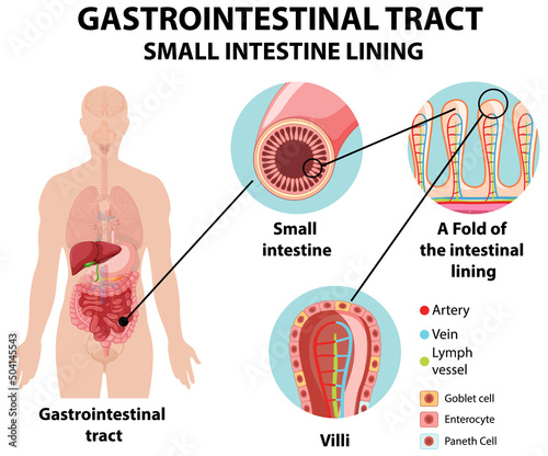Diagram showing gastrointestinal tract