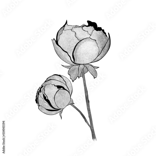 detailed sketch of peony. Hand-drawn. design greeting card and invitation of ...