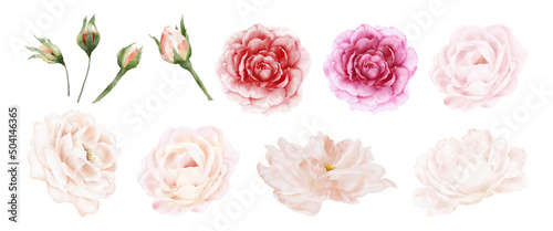 Fotografie, Obraz Flower of rose watercolor isolated on white background