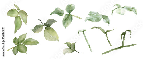 Fotografie, Obraz Green leaves of rose watercolor isolated on white background