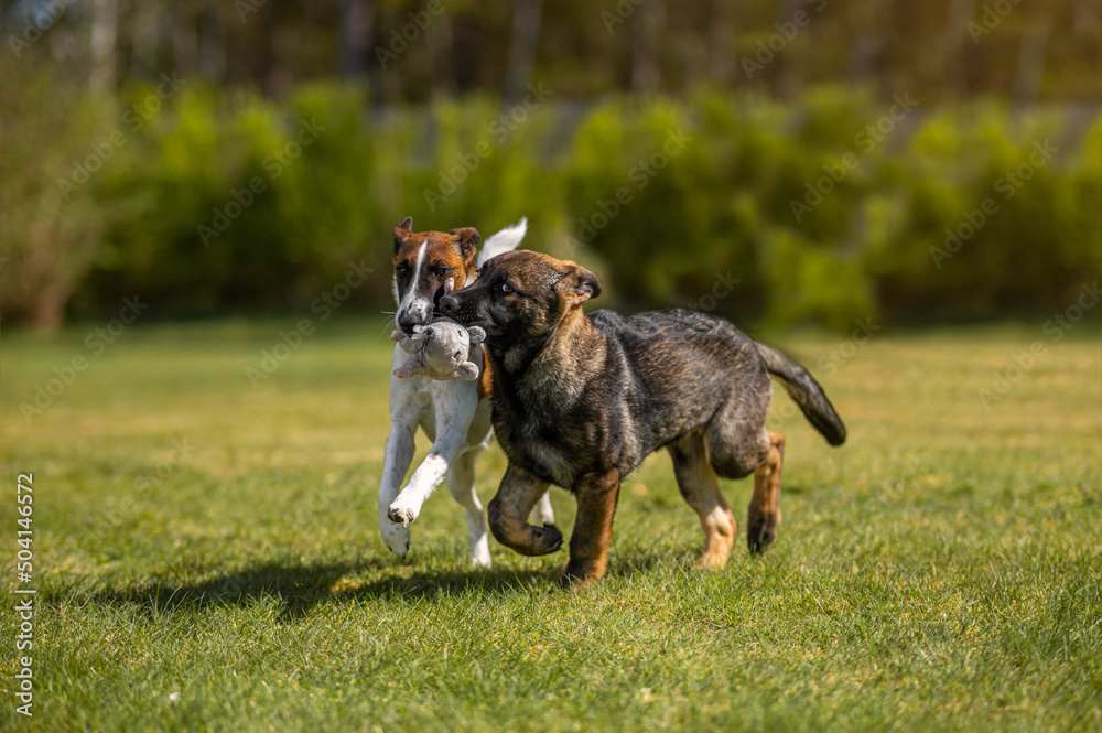 german shepherd playing with a fox terrier