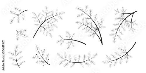 A set of branches of spruce  pine. Black silhouette