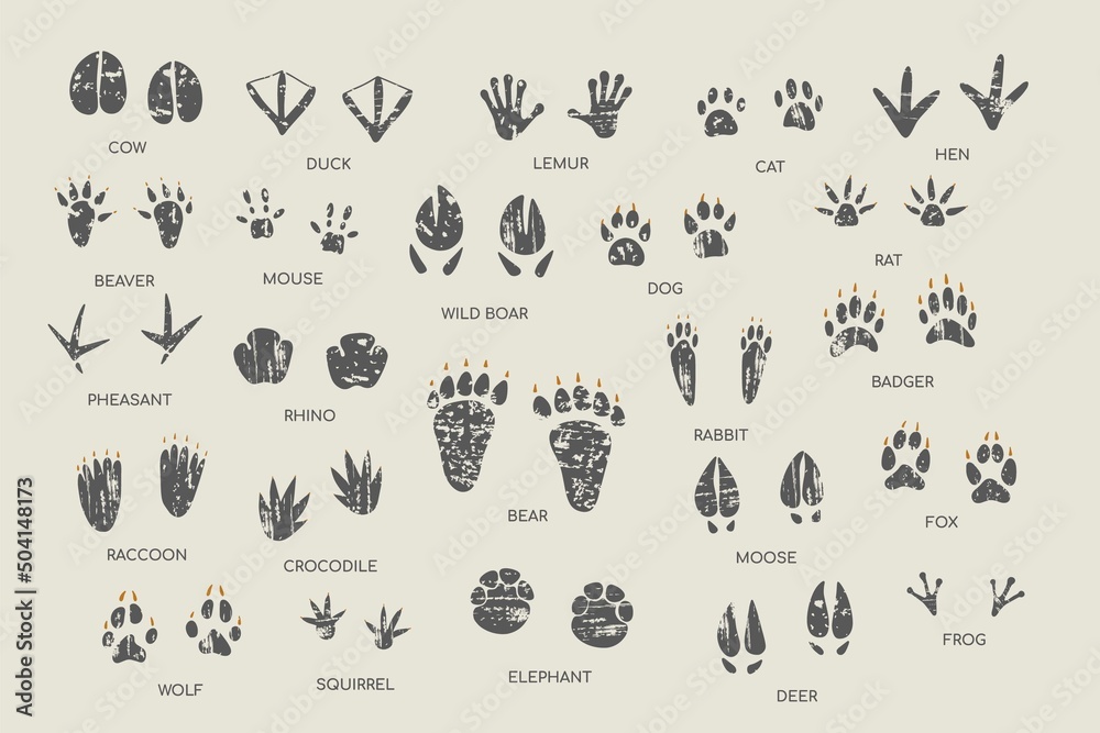 Animal footprint guide collection. Hand drawn vector illustration