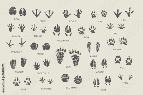 Animal footprint guide collection. Hand drawn vector illustration