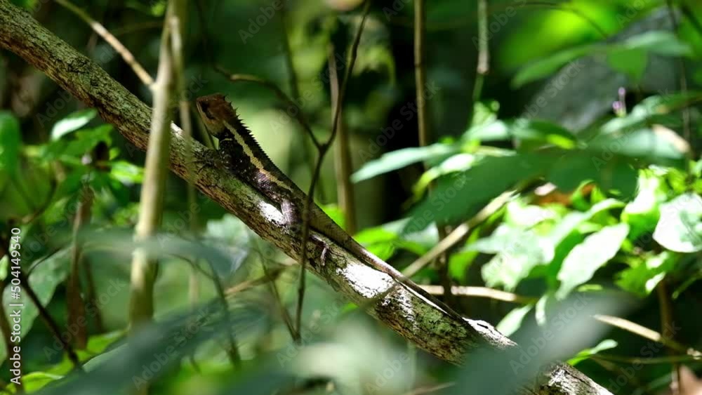 A zoom out of this individual perched on a branch in the forest, Forest Garden Lizard Calotes emma, Kaeng Krachan National Park, Thailand. A zoom out of this individual perched on a branch in the forest, Forest Garden Lizard Calotes emma, Kaeng Krachan National Park, Thailand.