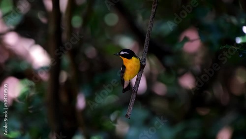 Seen perched on a hanging twig looking around and flies away, Yellow-rumped Flycatcher Ficedula zanthopygia, Kaeng Krachan National Park, Thailand. photo