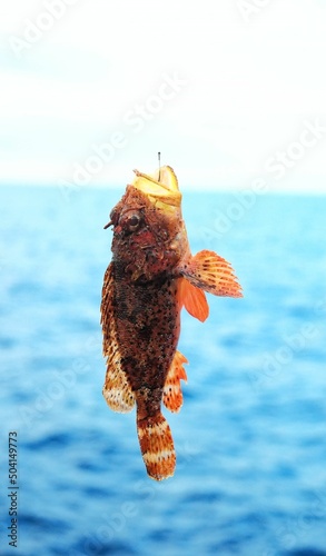 Red Rock Sea Fish photo