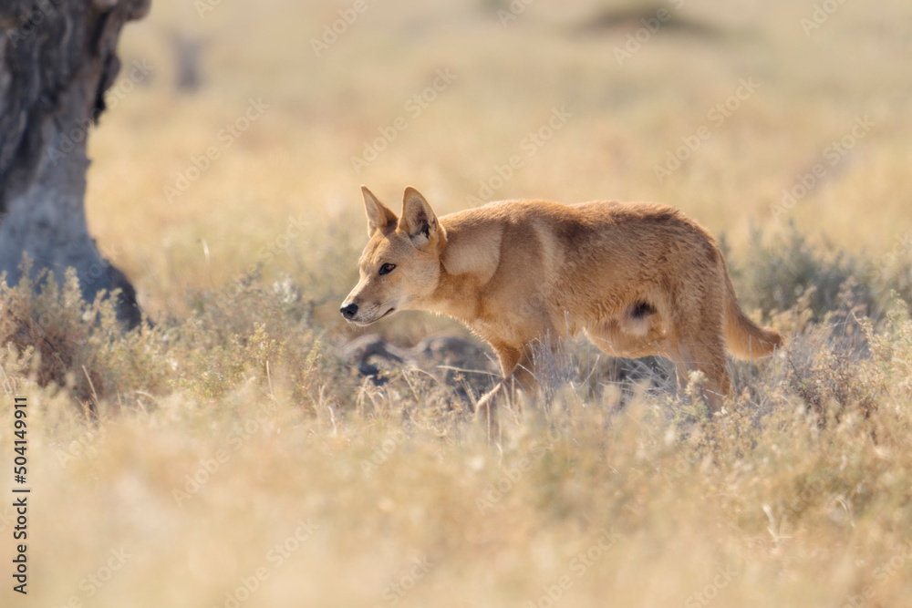 Obraz premium Wild dingo (Canis lupus dingo) stalking pose in vegetation