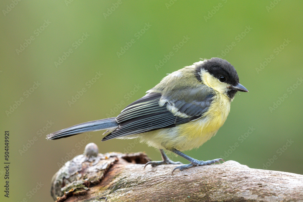 Fototapeta premium Kohlmeise
