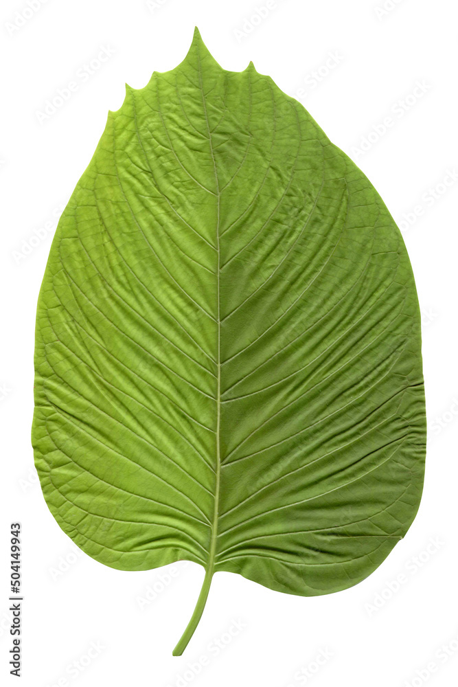 leaf Mitragyna speciosa isolated on white background. Top view. Clipping path leaf Mitragyna speciosa isolated on white background. Top view. Clipping path