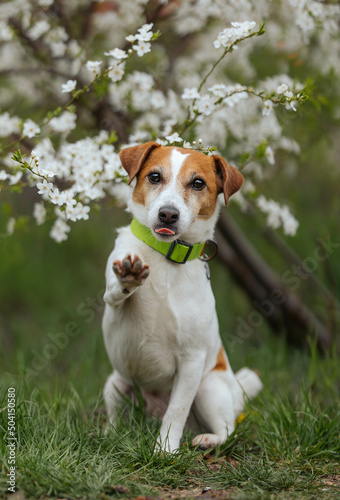 Jack Russell funny dog with paw