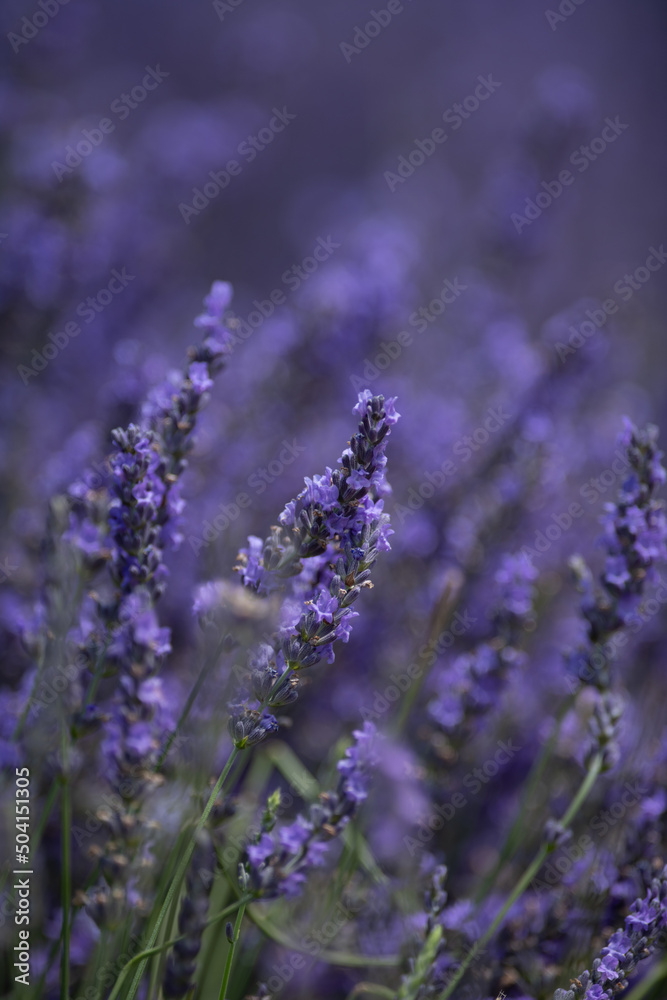 Fototapeta premium lavender flowers in the garden