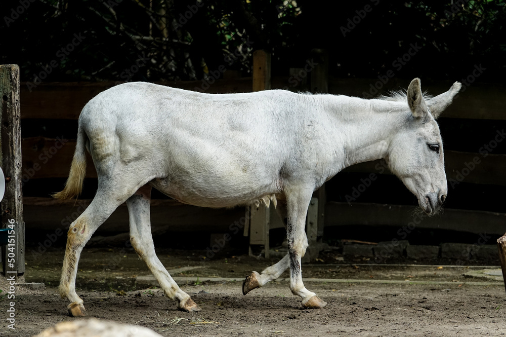 Φωτογραφία black and white horse on the farm , image taken in Hamm Zoo, north germany, euro