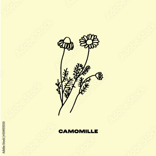 Camomille, plante, botanique, vector, eps, jpeg, ai, illustration, vegetal, fleur, herboriste photo