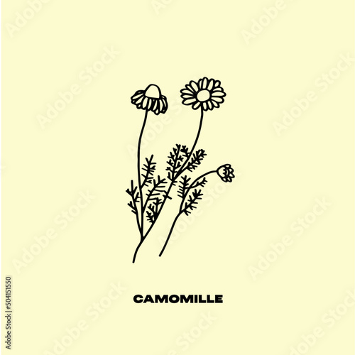 Camomille, plante, botanique, vector, eps, jpeg, ai, illustration, vegetal, fleur, herboriste