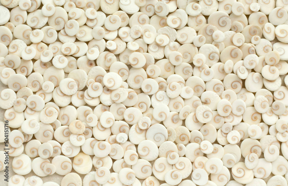 Light eye of shiva shell background Light eye of shiva shell background