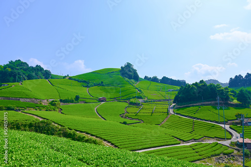 石寺の茶畑　茶源郷　宇治茶　和束　京都府和束町