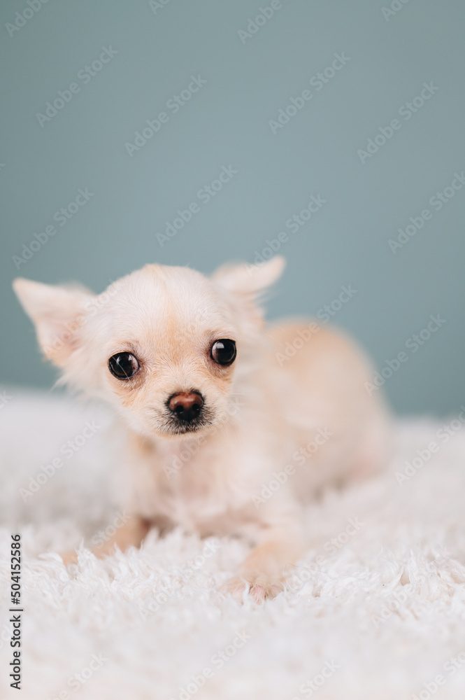 close-up photo of a white chihuahua with bulging eyes. Puppy alone in the frame on a blue background.